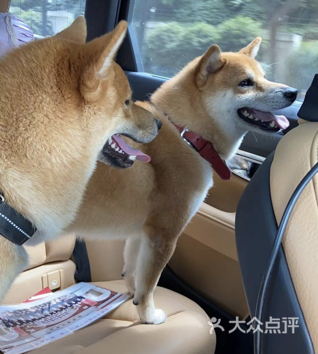 柴犬洗护套餐