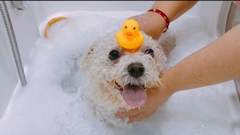 （狗狗洗澡）中小型犬深层清洁洗护