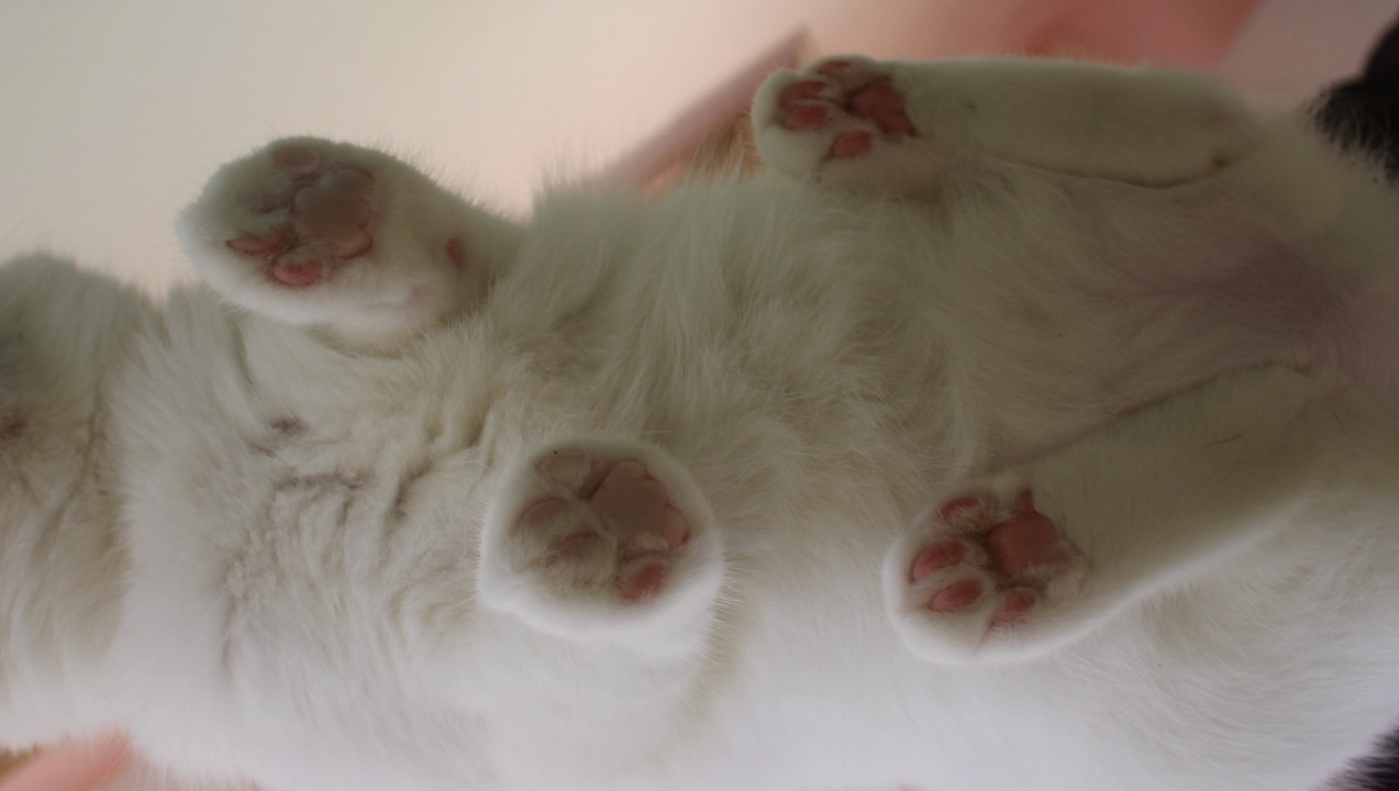 猫咪修剪指甲和脚底毛