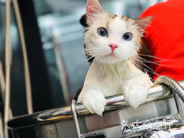 【新客专享】猫咪洗护套餐