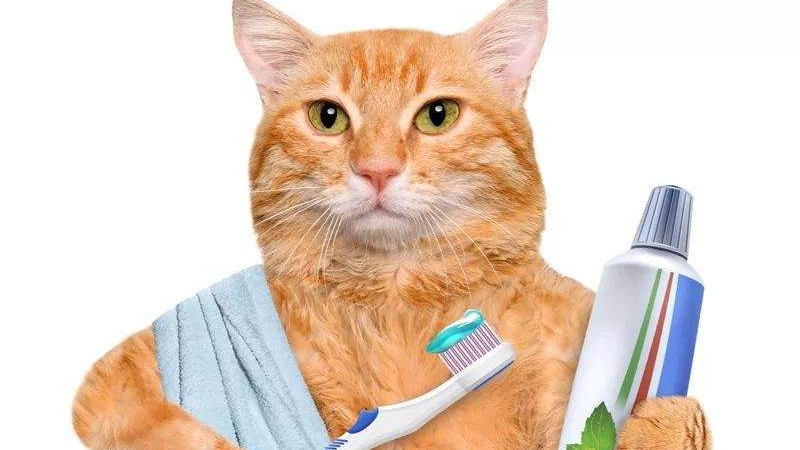 猫咪日常洁牙护理