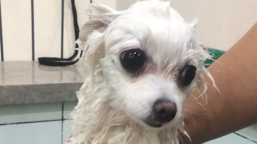贝特爱斯精洗长毛小型犬洗澡