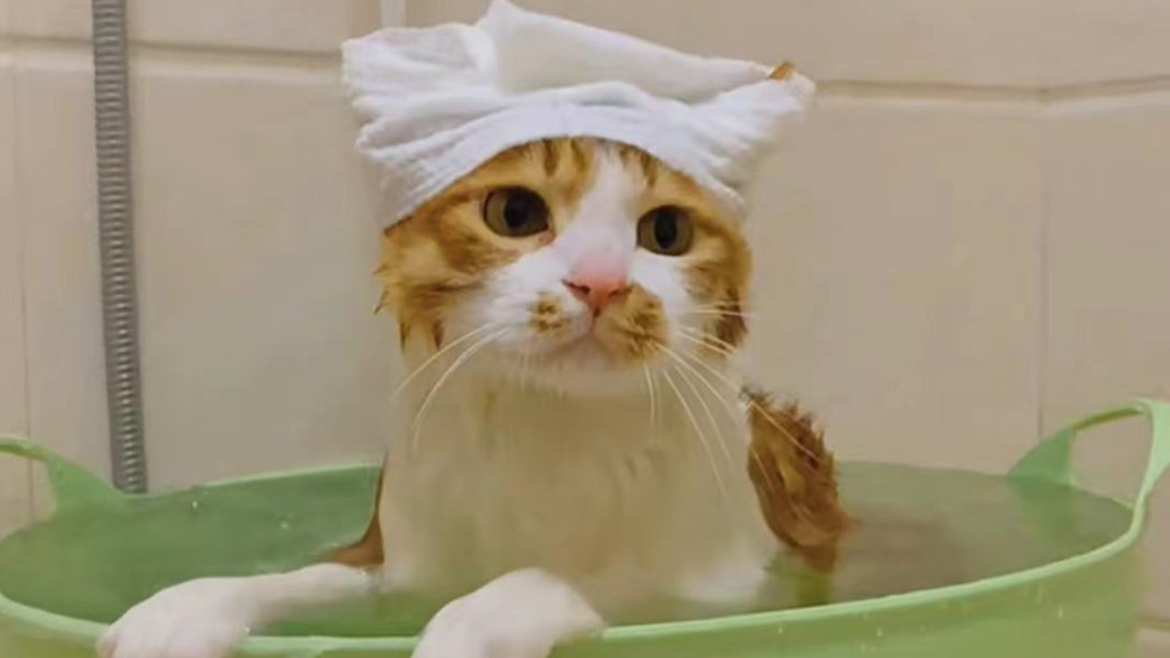 小猫咪精致洗护套餐