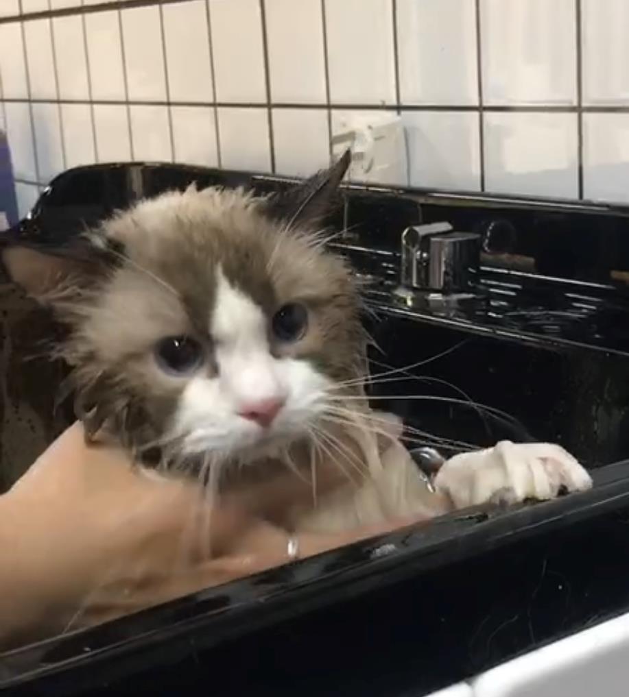 短毛猫洗护药浴套餐