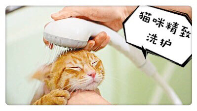 猫咪精致洗护（每周2店休 可提前约）