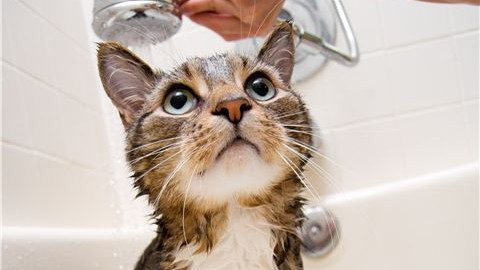 【猫洗澡】猫咪精细洗护套餐