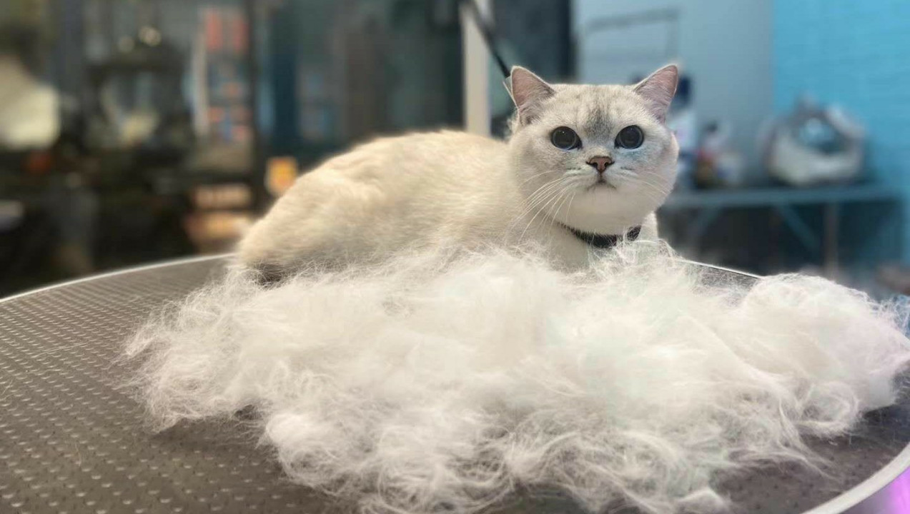 2-4kg猫咪精致洗护含刷牙+去废毛去底绒
