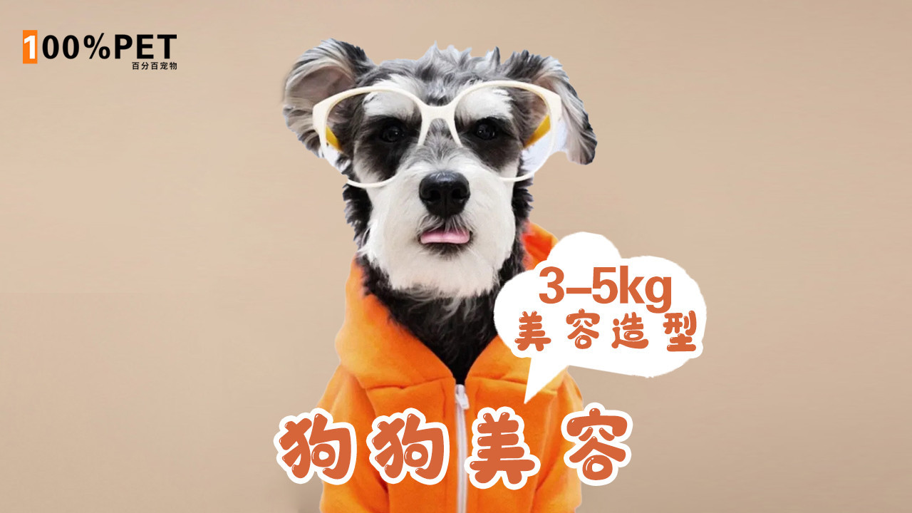 3-5kg狗美容造型
