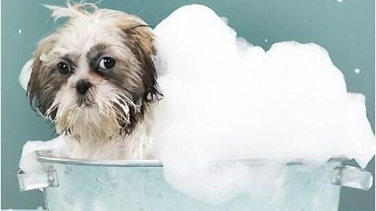 小型犬洗澡1次