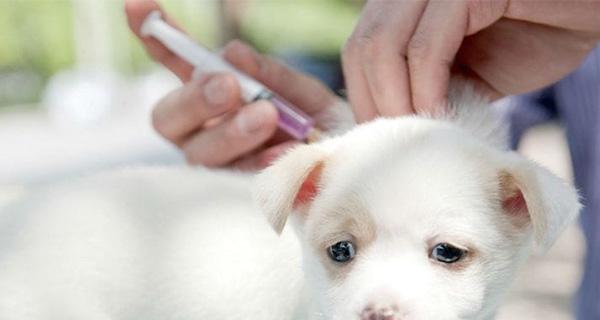 宠物狗狂犬疫苗打几次？宠物狗狂犬疫苗怎么打？