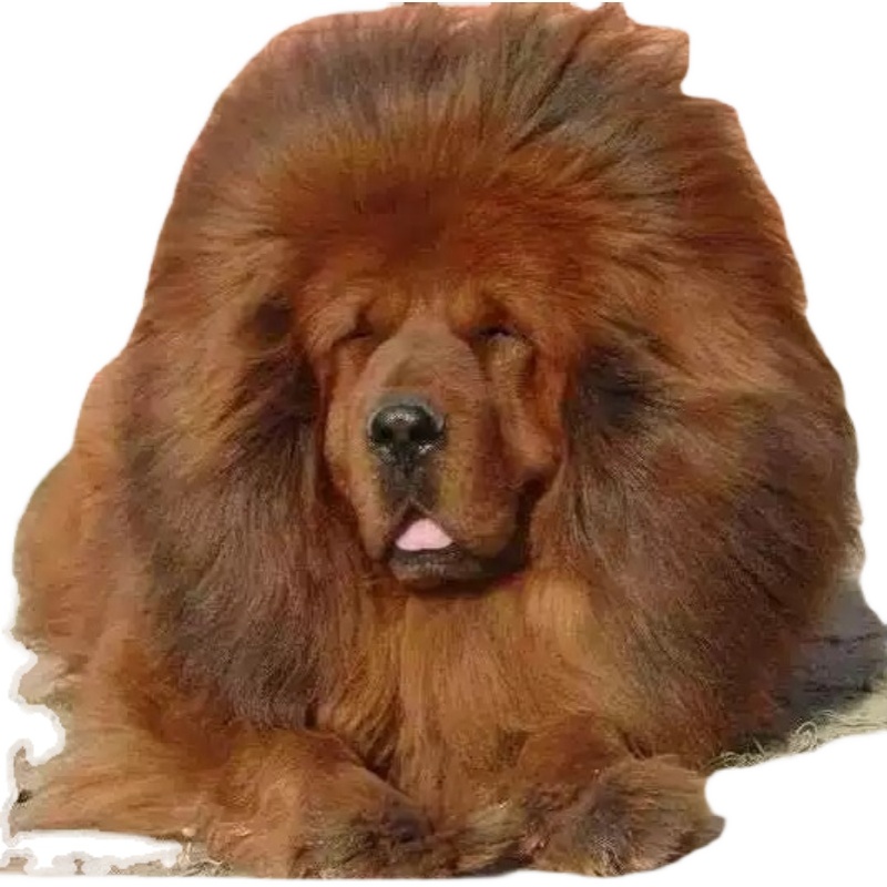 藏獒纯种巨型猛犬活体宠物狮王黑色鬼獒藏獒幼犬铁包金老虎狗出售