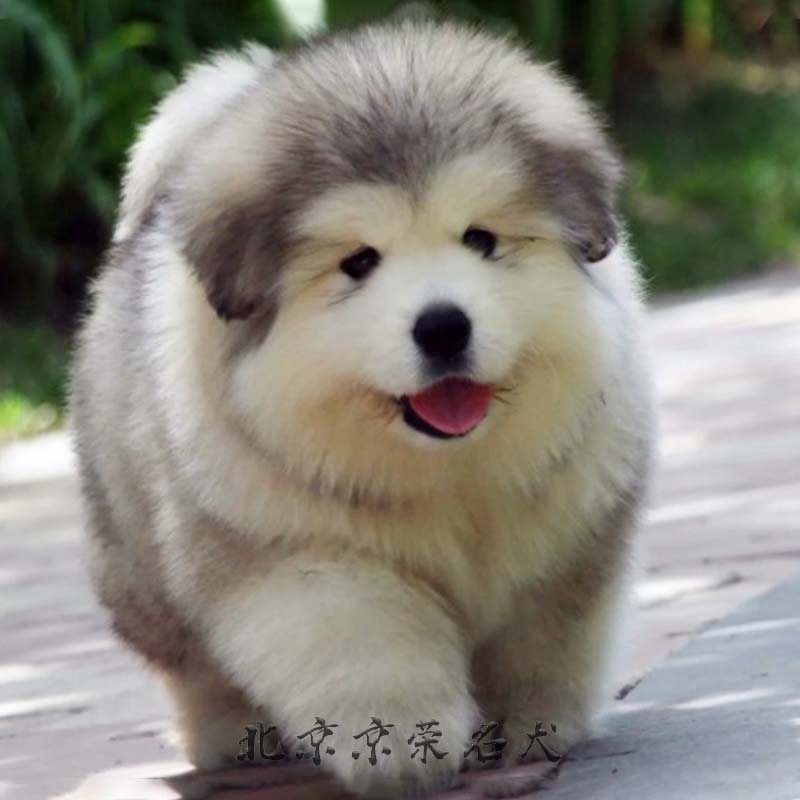 巨型阿拉斯加幼犬出售纯种灰桃熊版阿拉斯加家养雪橇犬活体宠物狗