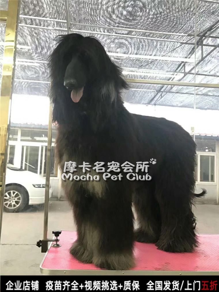 大型长毛阿富汗猎犬黑色铁包金活体幼犬巨型纯种白色宠物北京出售