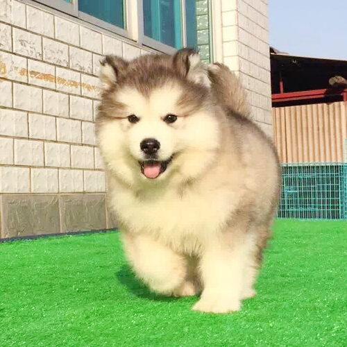 纯种阿拉斯加幼犬巨型阿拉斯加犬桃脸阿拉斯加雪橇犬灰色红色阿拉