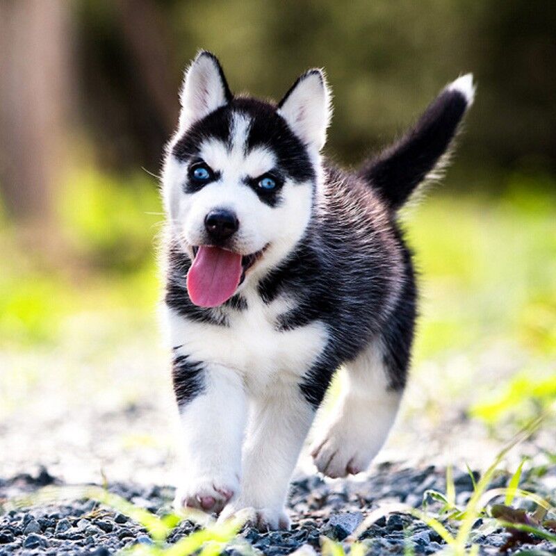 哈士奇幼犬纯种活体阿拉斯加犬雪橇犬二哈幼犬小狗活物大型宠物狗