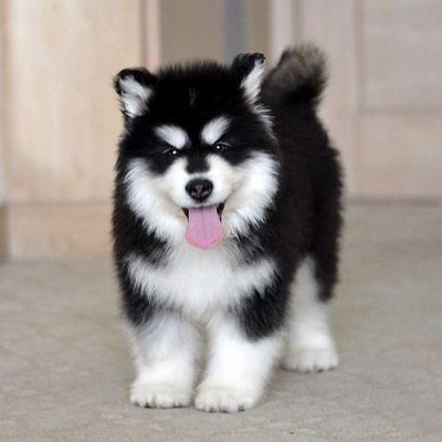 纯种黑白阿拉斯加幼犬熊版灰桃红色阿拉斯加哈士奇雪橇犬宠物狗