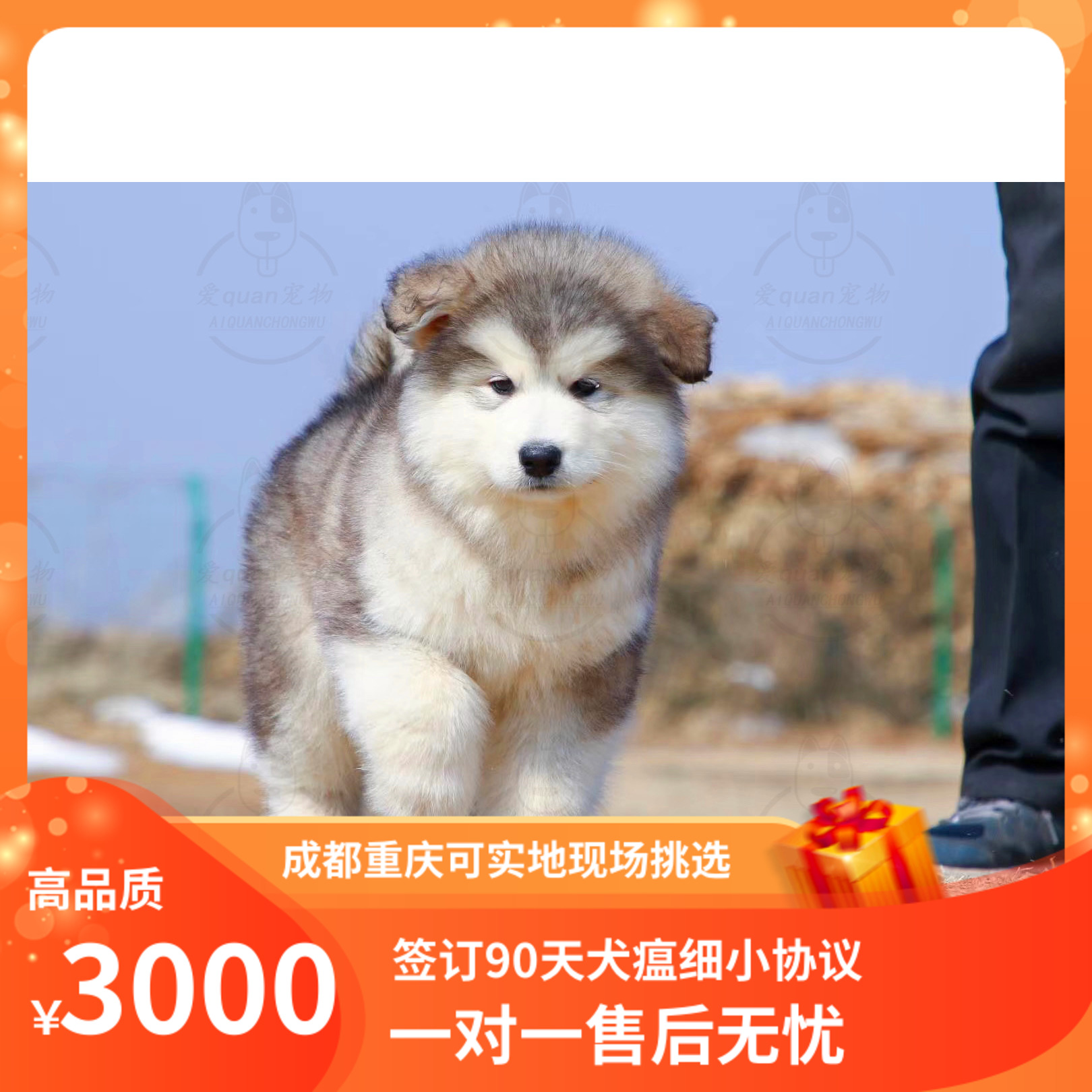 重庆熊版烟灰色阿拉斯加幼犬活体宠物狗狗纯血统大型雪橇犬可自提
