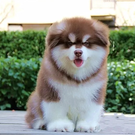 出售纯种阿拉斯加幼犬活体憨厚熊版阿拉斯加雪橇犬宠物狗狗
